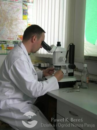 Mikroskop to powszechne narzędzie u specjalistów z zakresu ochrony roślin