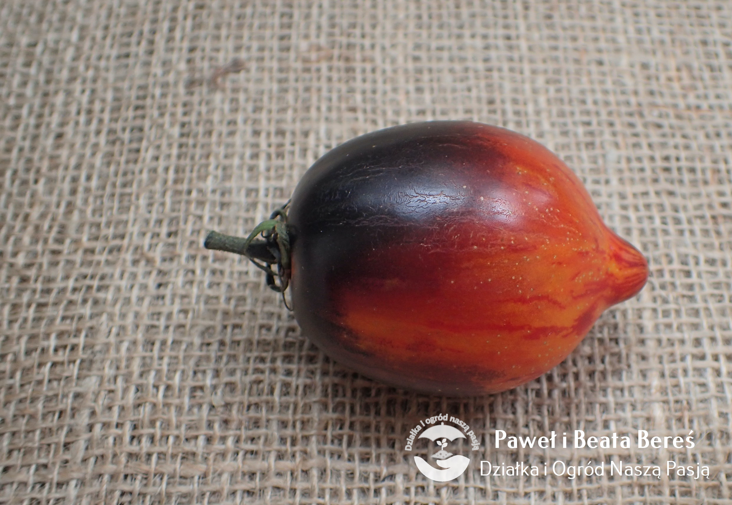 Pomidor Gargamel o czerwono-fioletowym kolorze