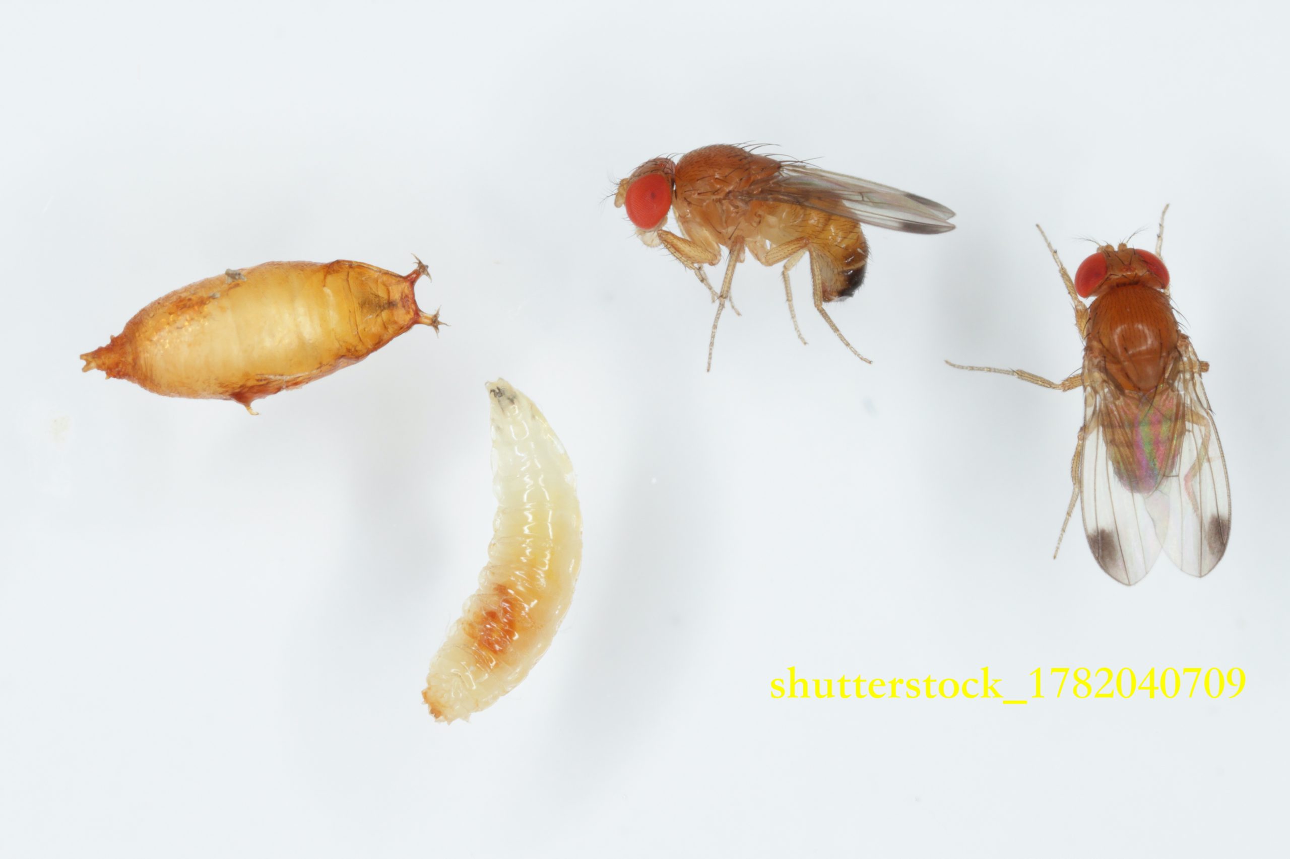 Drosophila suzukii (muszka plamoskrzydła) – groźny szkodnik owoców