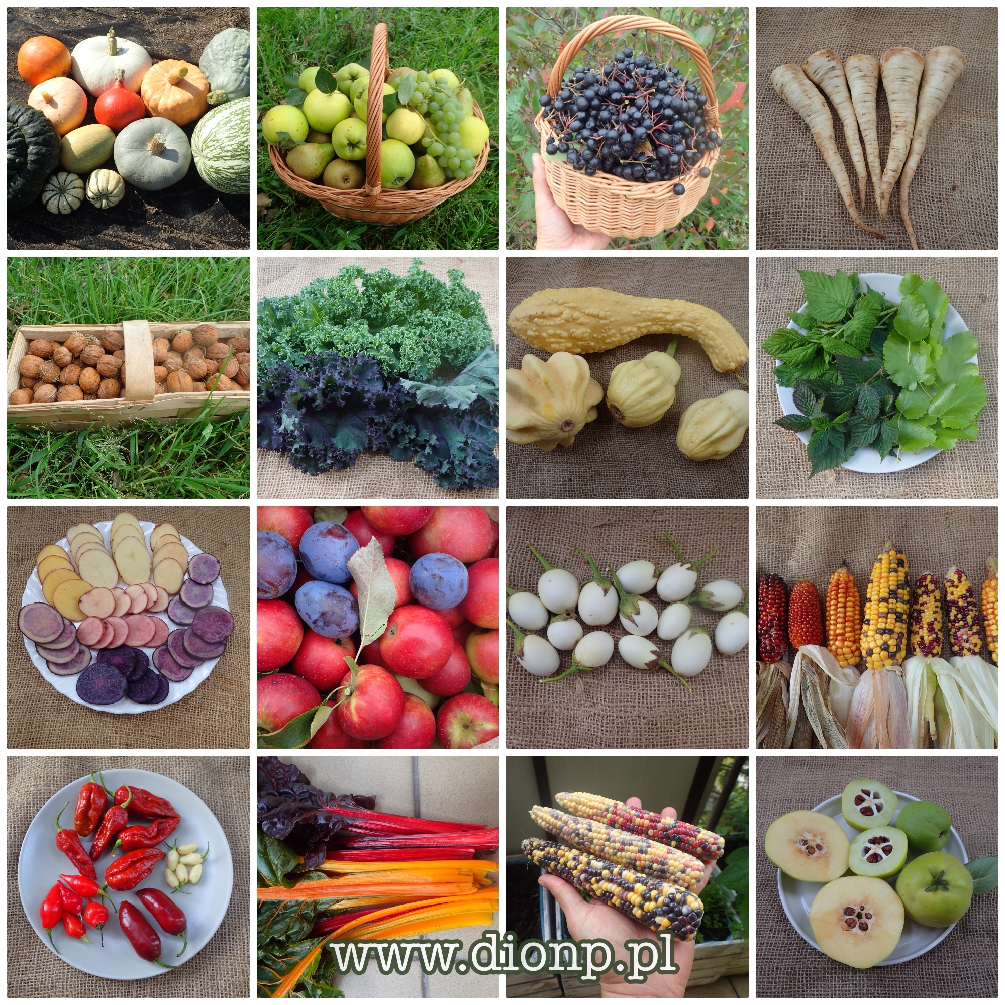 warzywa, vegetables, ogród, garden