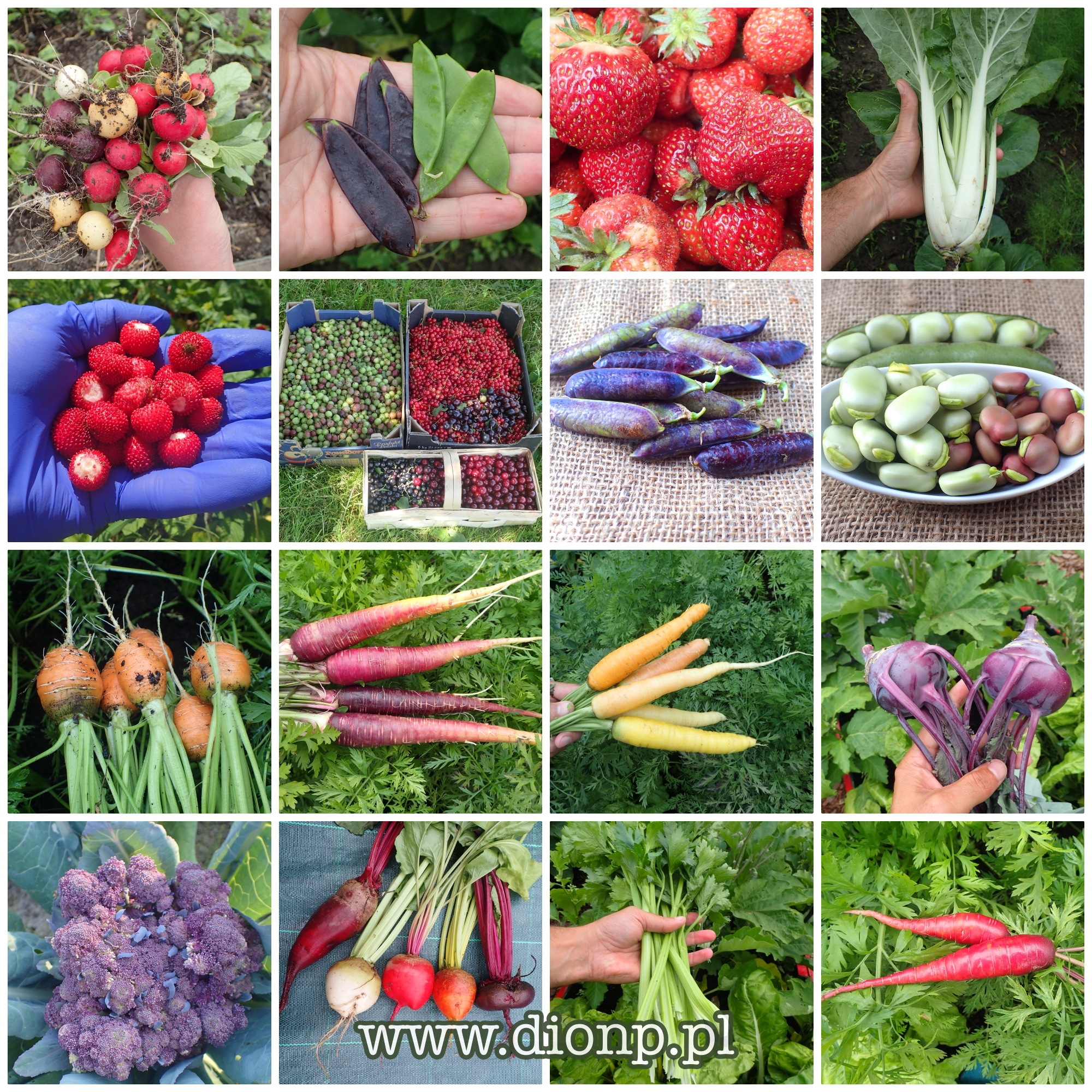 warzywa, vegetables, ogród, garden
