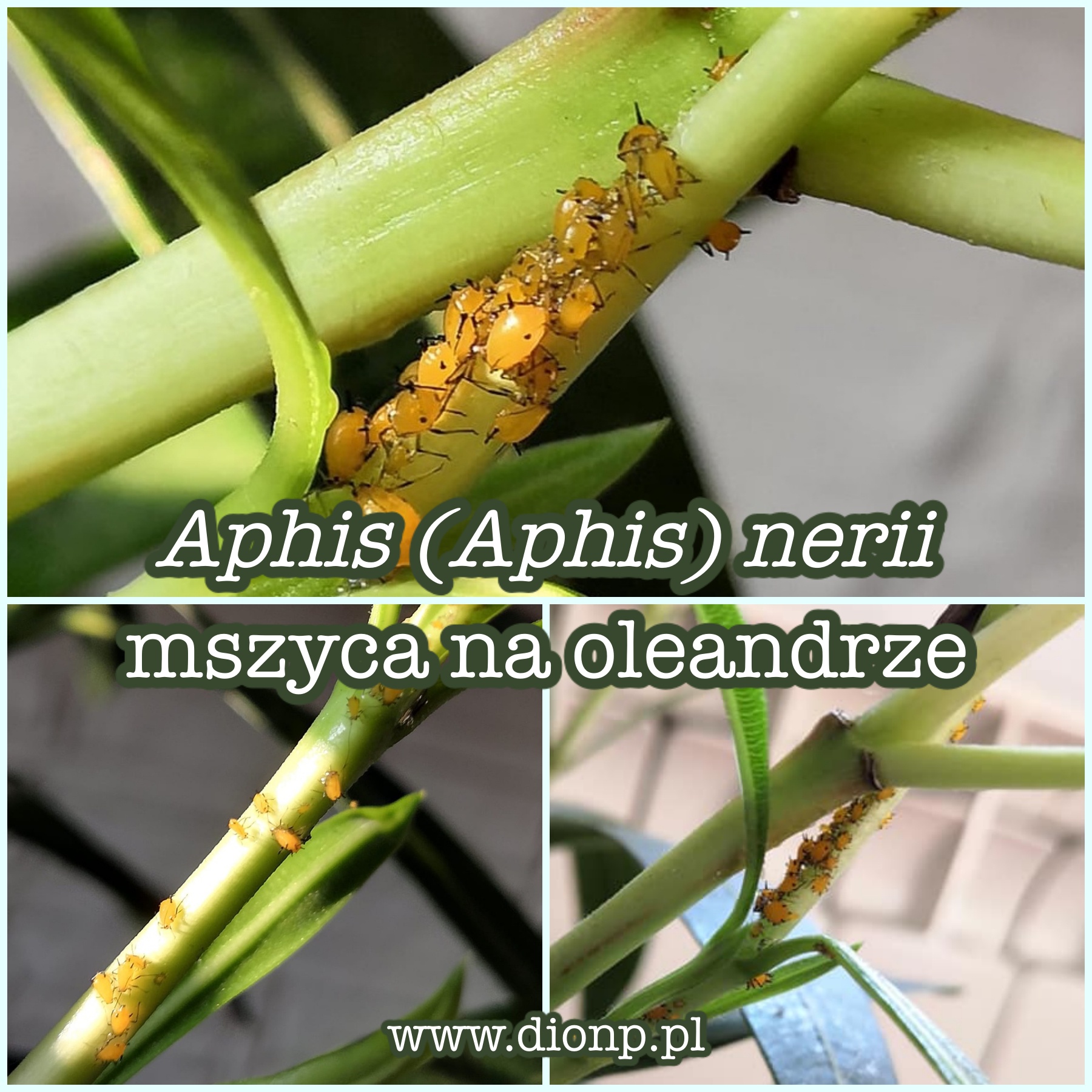 Żółta mszyca na oleandrze – mszyca oleandrowa (Aphis (Aphis) nerii)