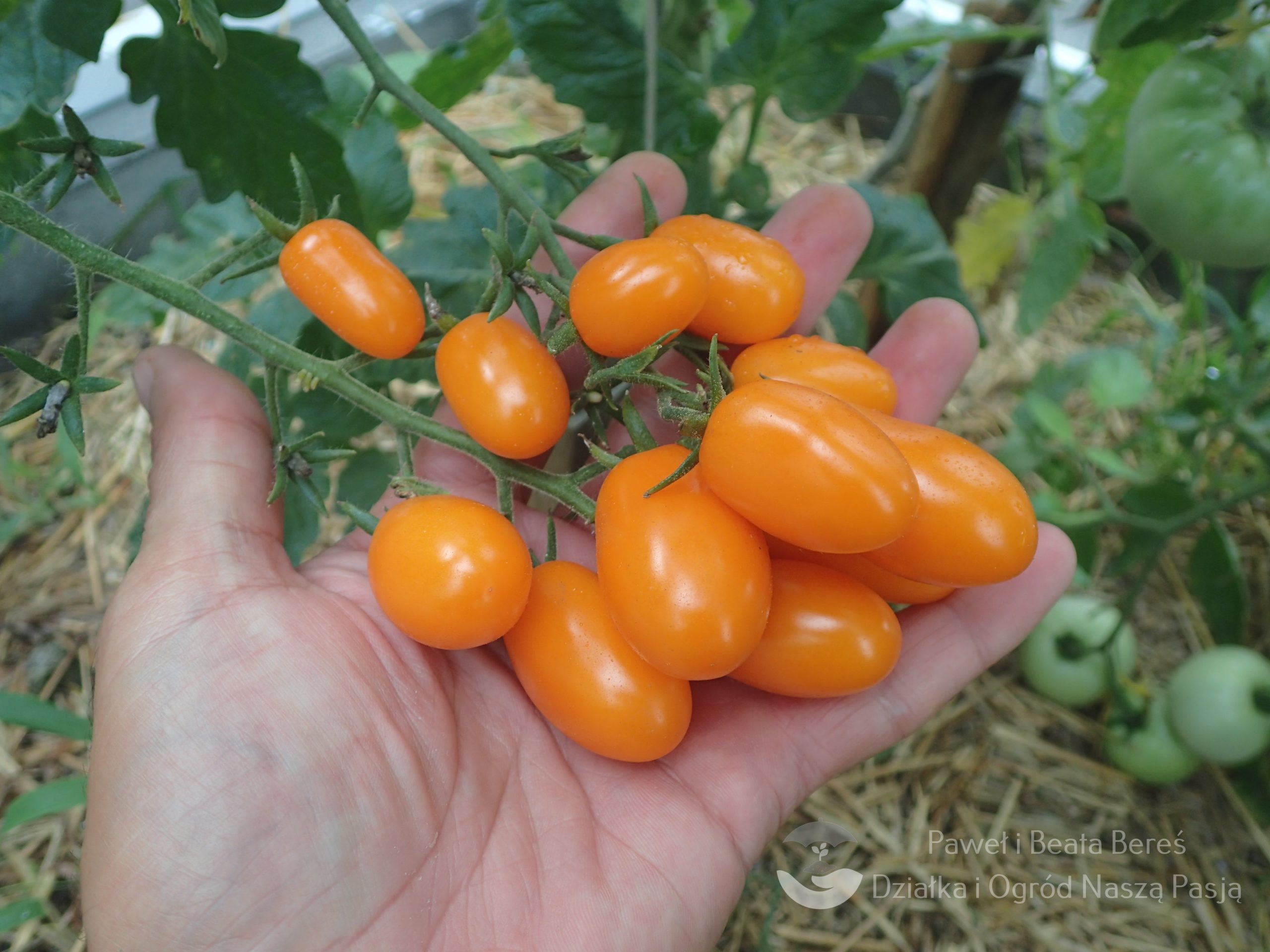 Pomidor koktajlowy Bambelo F1 – wysoki, owoc pomarańczowożółty, walcowaty (Syngenta)