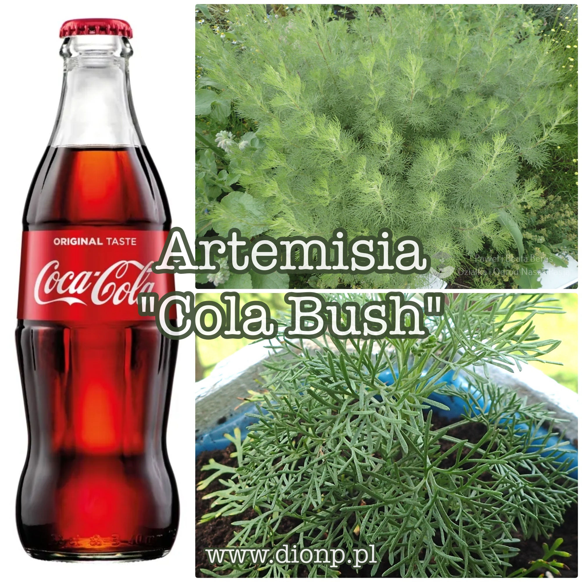Zioło cola – artemisia „Cola Bush” – uprawa w ogrodzie