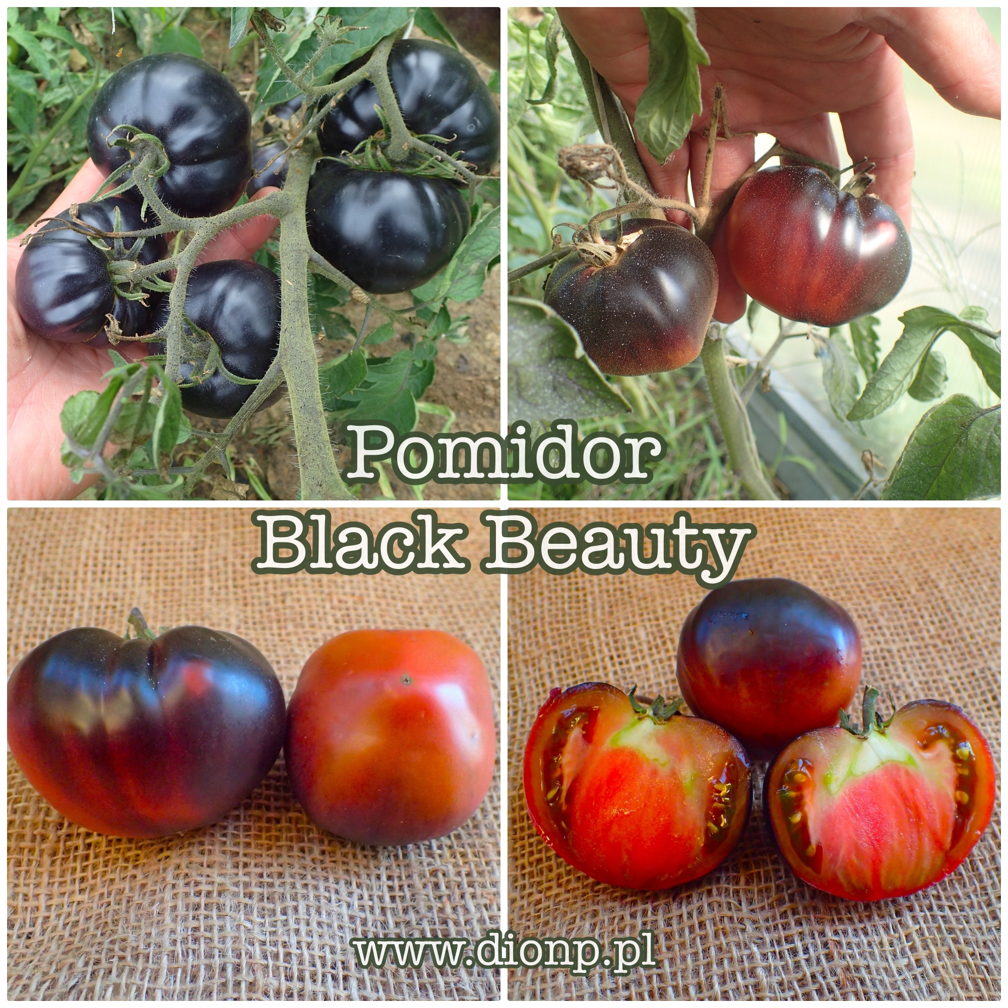 Czarny pomidor? – odmiana Black Beauty