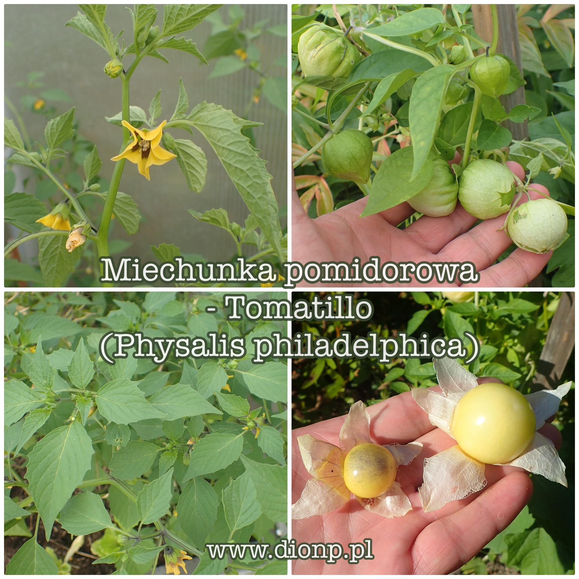 Miechunka pomidorowa czyli tomatillo – uprawa w ogrodzie