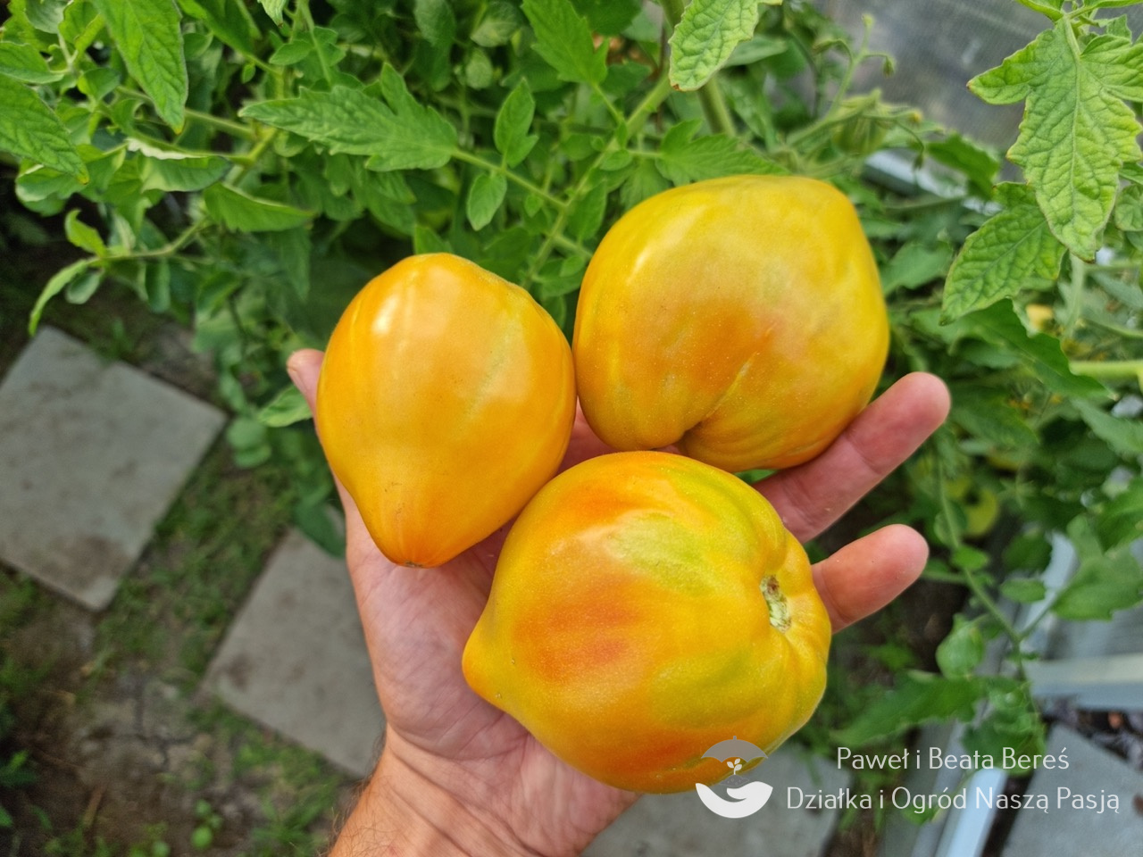 Pomidor odmiany Dawson’s Russian Oxheart