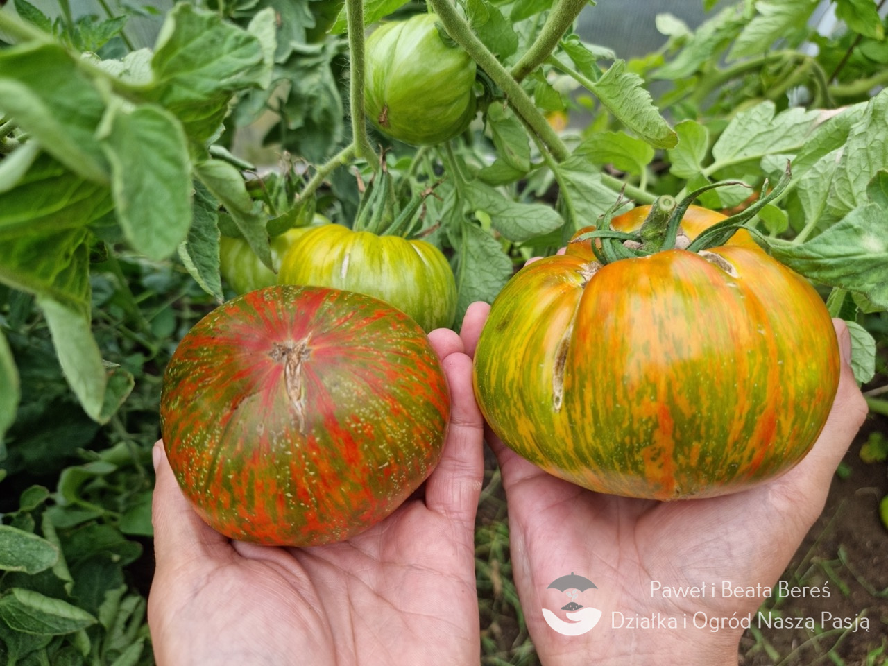 Pomidor odmiany Berkeley Tie-Dye Green