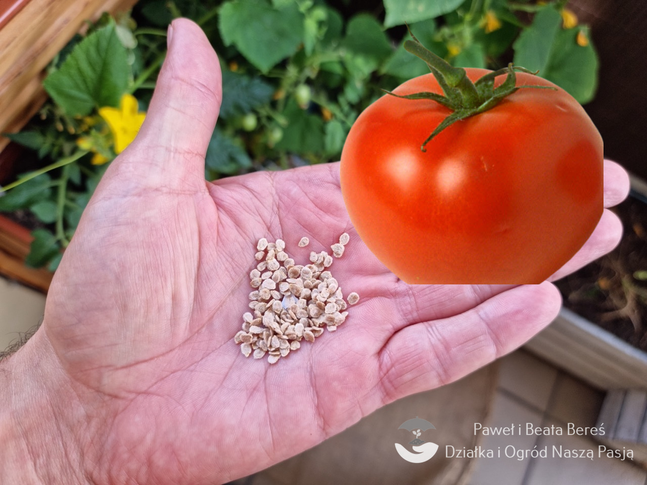 Jak zebrać nasiona z pomidorów?