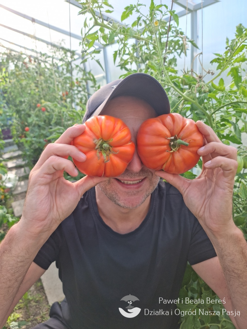 Pomidor odmiany Sumo – duże, czerwone owoce o masie do 1 kg