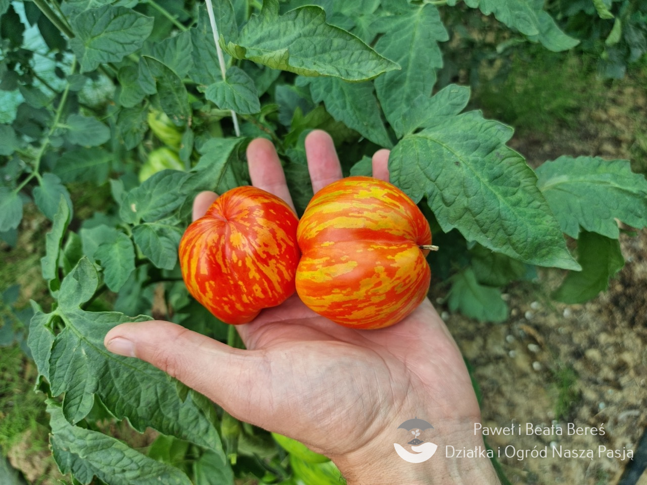 Pomidor odmiany Striped Cavern  – czerwonożółte owoce, pudełkowaty kształt