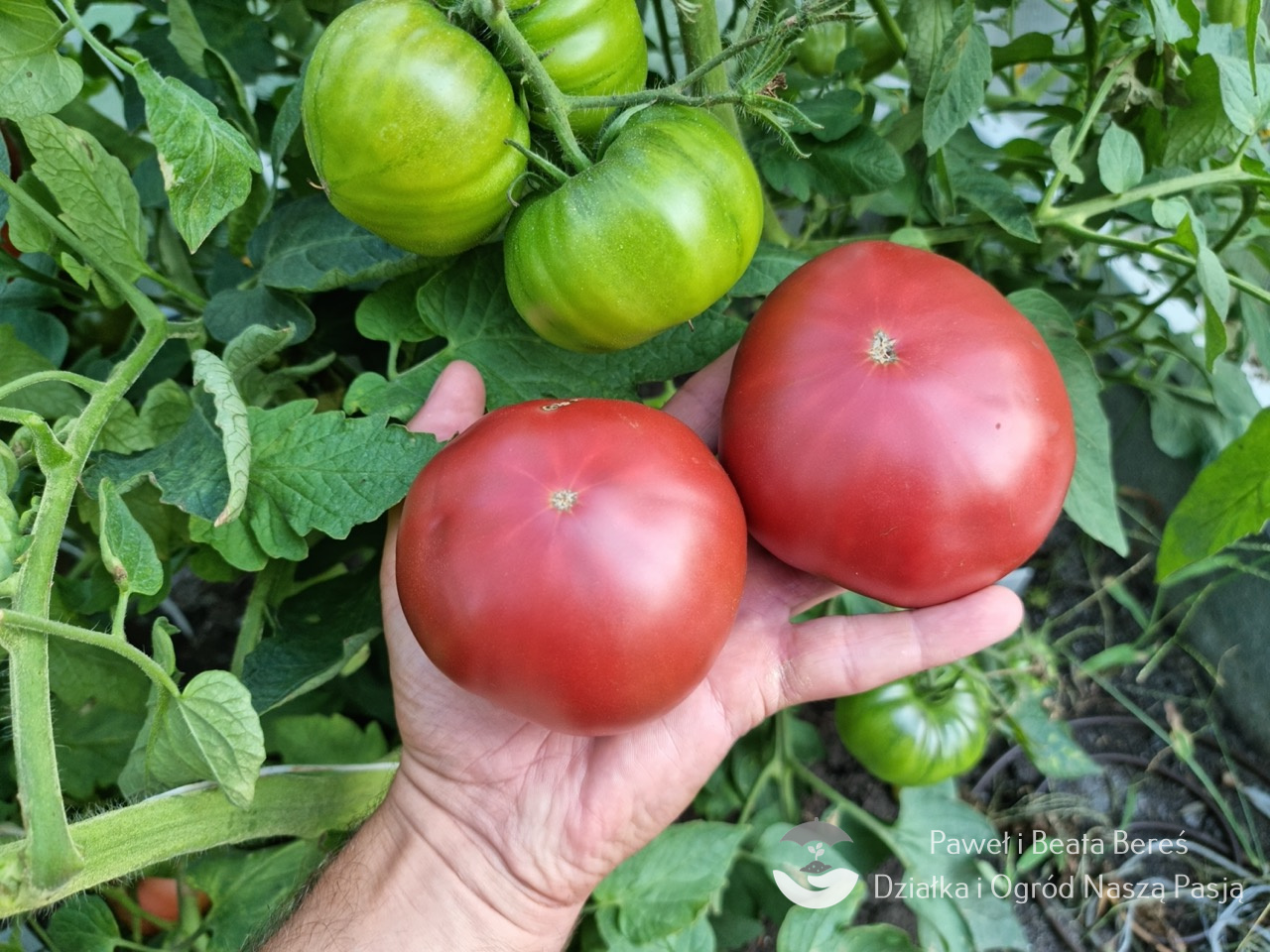 Pomidor odmiany Bucanero F1 – czekoladowy, lekko karbowany owoc (Yuksel Seeds)